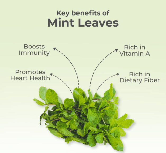 Dehydrated Mint Powder - Image 3